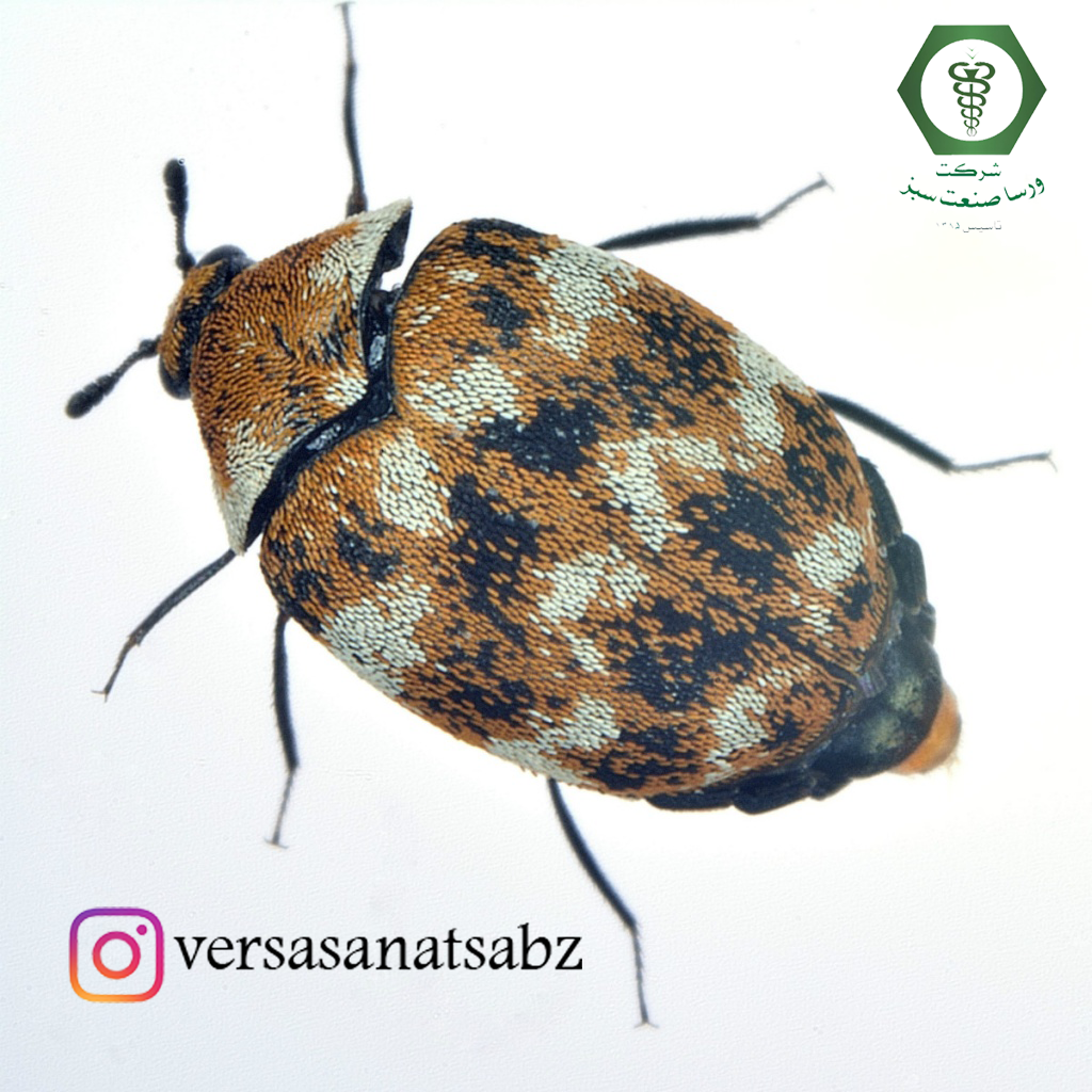 سوسک فرش متنوع